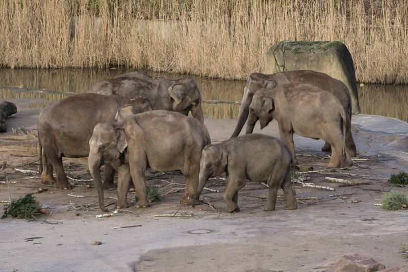Vorfreude XXL im Kölner Zoo: Vierfacher Elefantennachwuchs kündigt sich an Quelle: AG Zoologischer Garten Köln