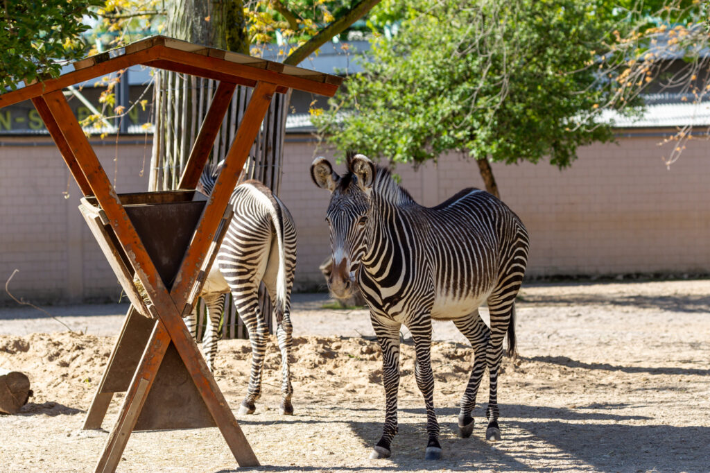 Auf Streife: Neue Grévy-Zebraanlage im Kölner Zoo